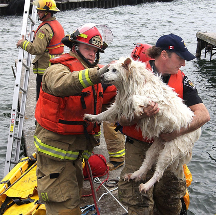 Brave firefighters who risked their lives to save animals