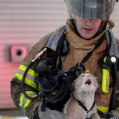 Brave firefighters who risked their lives to save animals