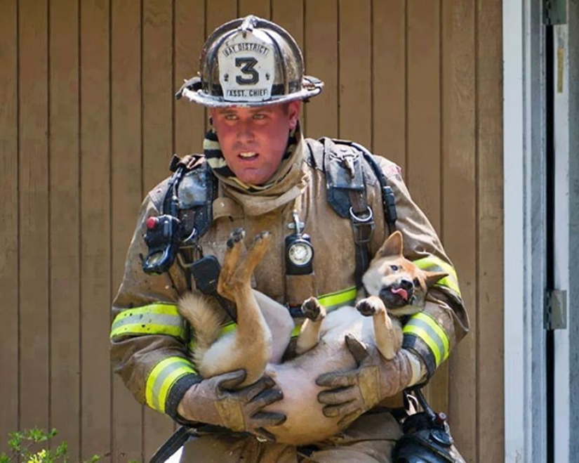 Brave firefighters who risked their lives to save animals