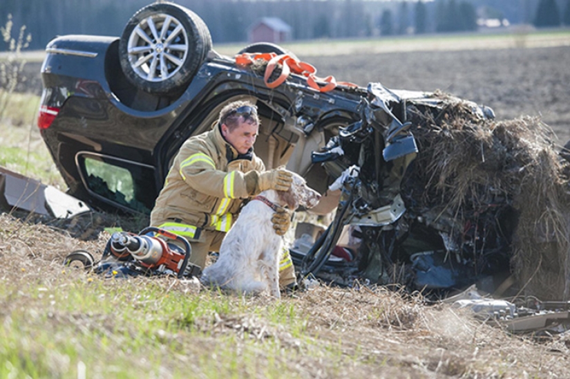 Brave firefighters who risked their lives to save animals