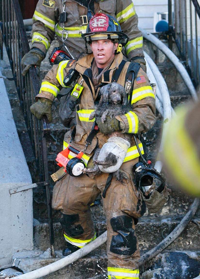 Brave firefighters who risked their lives to save animals