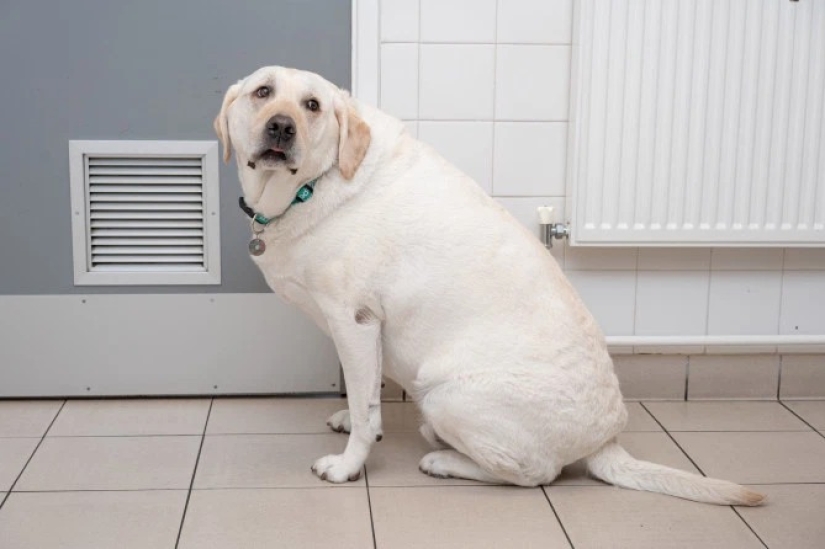 Breathed a sigh of relief: 6 pets who got into shape after obesity
