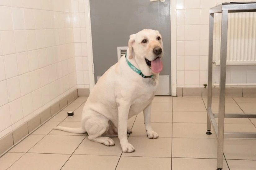 Breathed a sigh of relief: 6 pets who got into shape after obesity