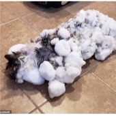 Breathed life: a frozen cat found in a snowdrift was resurrected by veterinarians