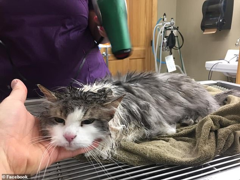 Breathed life: a frozen cat found in a snowdrift was resurrected by veterinarians