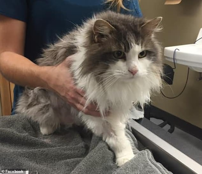 Breathed life: a frozen cat found in a snowdrift was resurrected by veterinarians
