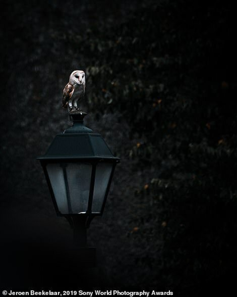 Breathtaking photos: the best works of Sony World Photography Awards 2019