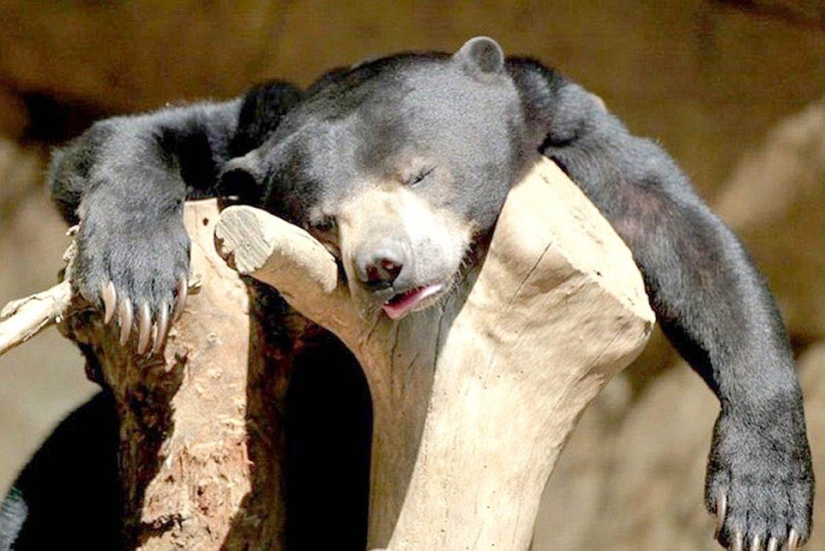 Brutal drunkenness: which of our lesser brothers likes to take on the chest