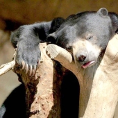 Brutal drunkenness: which of our lesser brothers likes to take on the chest