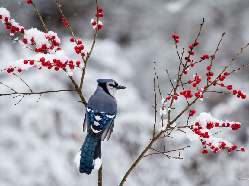 Brutal drunkenness: which of our lesser brothers likes to take on the chest