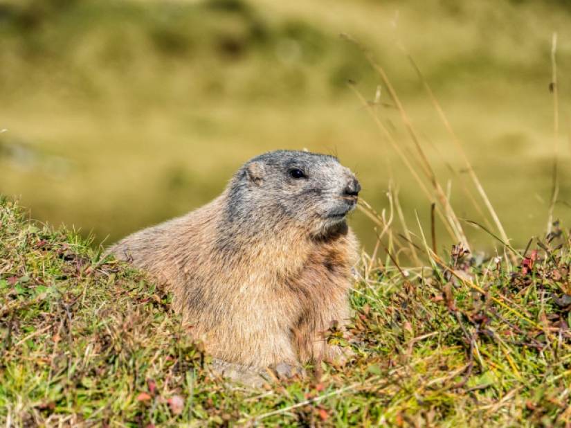 Bubonic plague outbreak near the borders of the Russian Federation