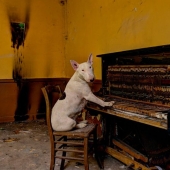 Bull terrier travels with the owner and poses in abandoned buildings