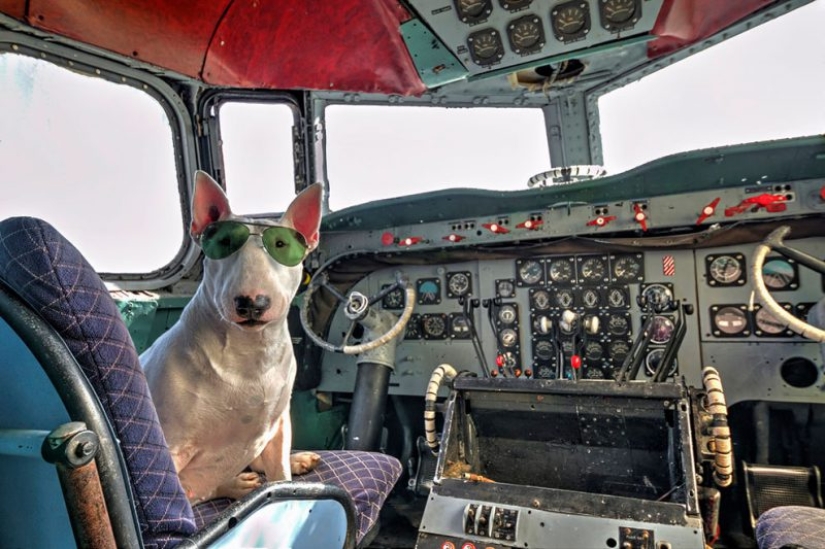 Bull terrier travels with the owner and poses in abandoned buildings