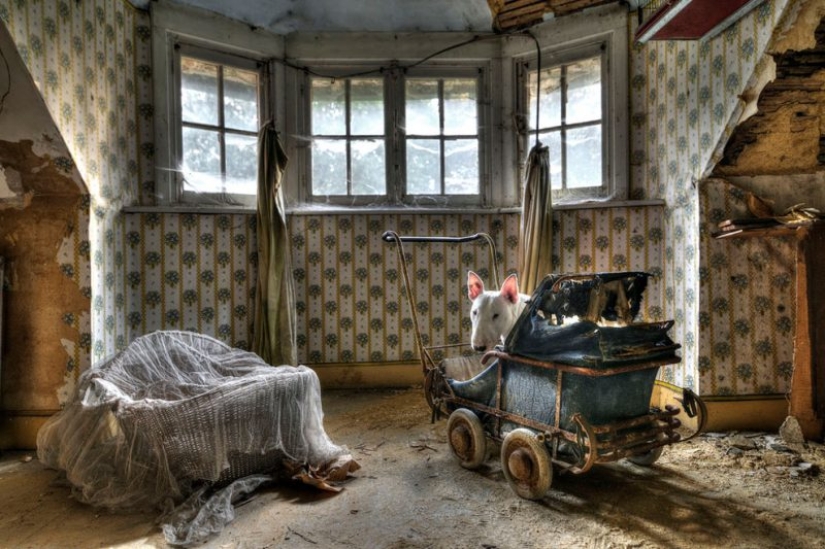 Bull terrier travels with the owner and poses in abandoned buildings