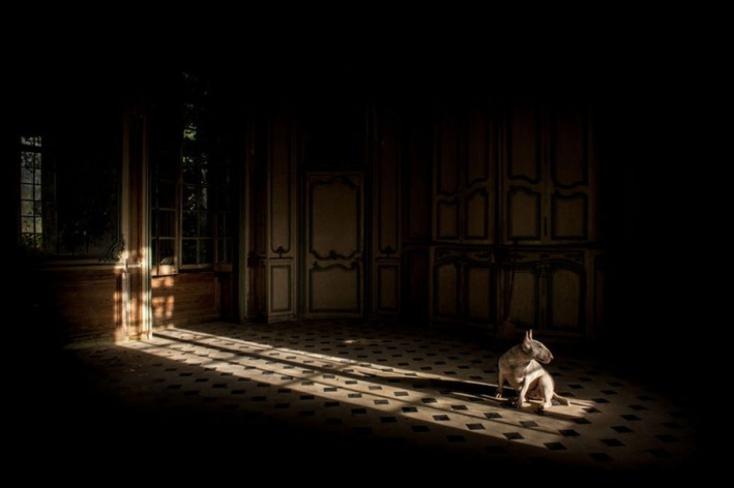 Bull terrier viaja con el dueño y posa en edificios abandonados