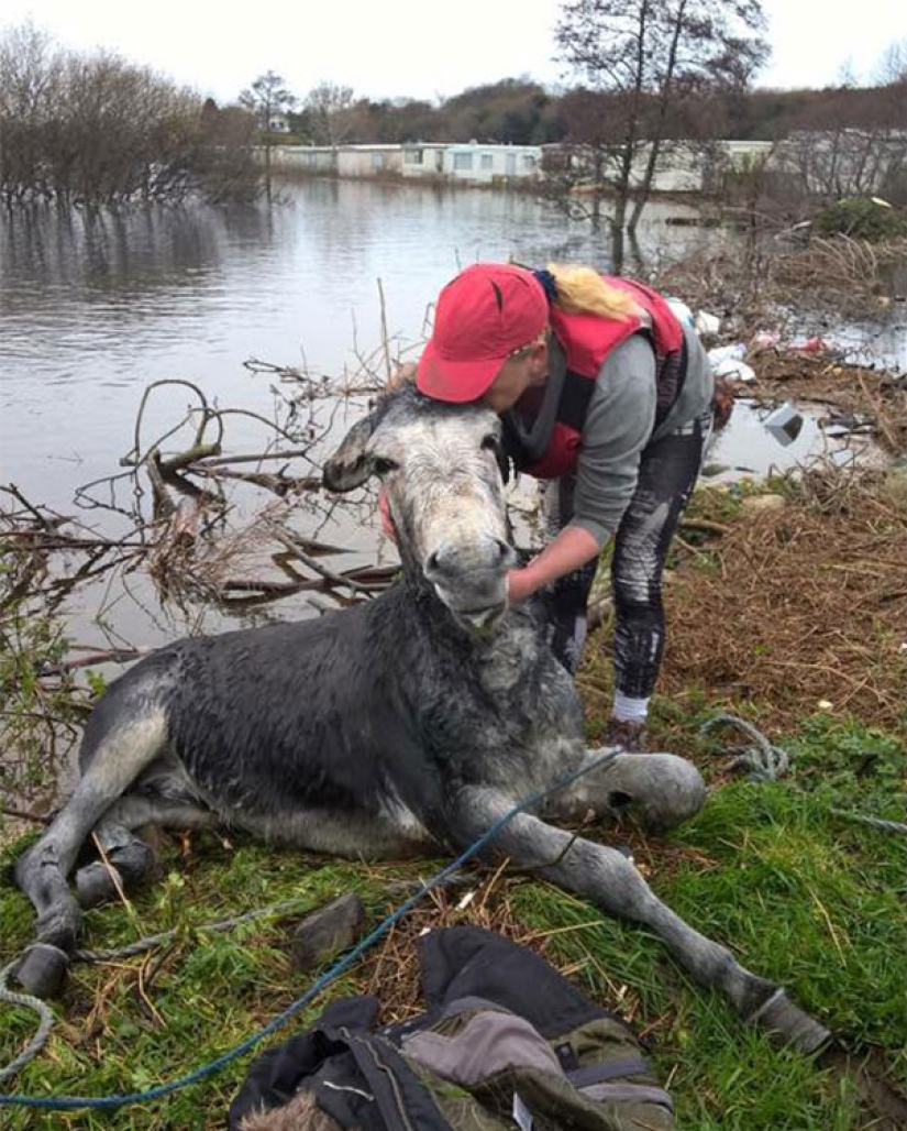 Burro agradeció a sus salvadores con una sonrisa agradecida Burro agradeció a sus salvadores con una sonrisa agradecida