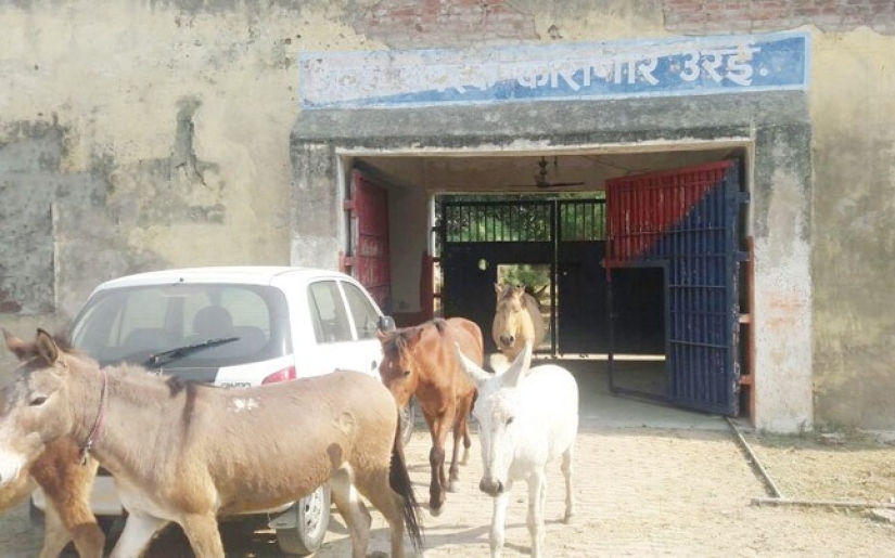 Burros que comían plántulas caras fueron encarcelados en la India