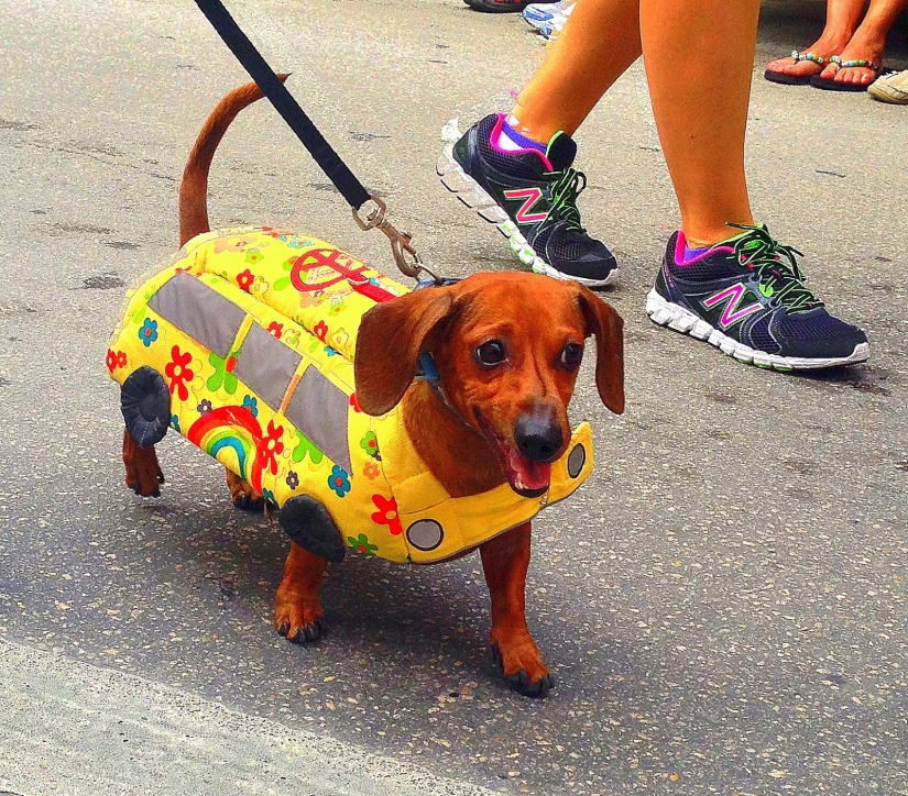 Bypassed the law in Russian: in Vladivostok, the guys pretended to be a bus on a bridge closed to pedestrians