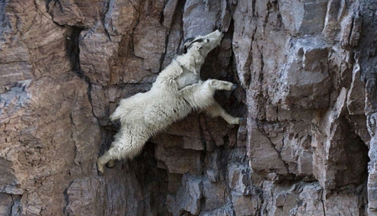 Cabras que no conocen el miedo a las alturas