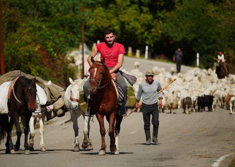 Cada año, miles de ovejas en Georgia hacen un viaje peligroso desde las montañas con una altura de 3000 metros Cada año, miles de ovejas en Georgia hacen un viaje peligroso desde las montañas con una altura de 3000 metros
