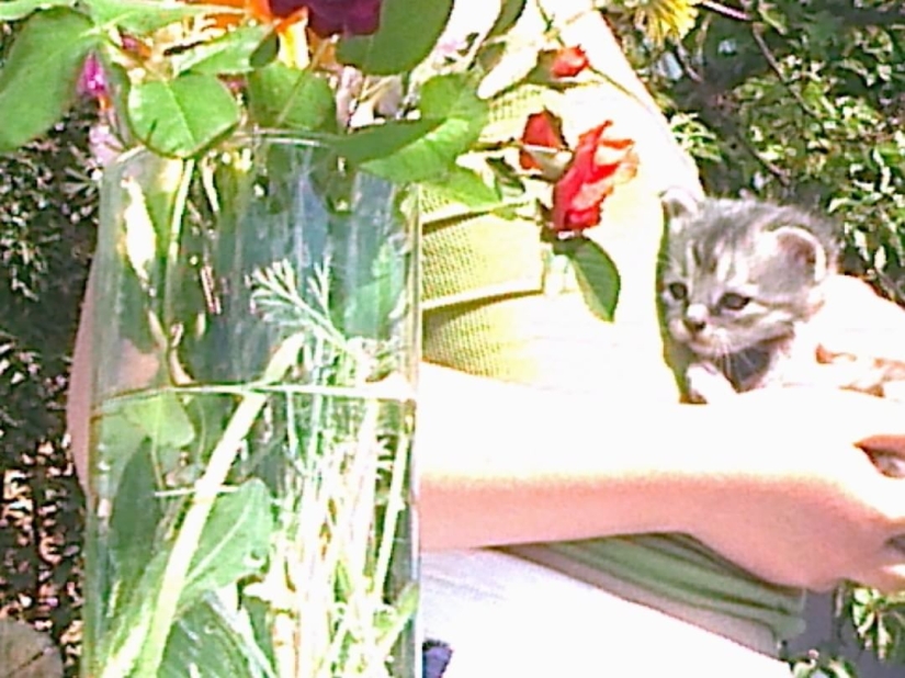 Cambio descendente de fotos: un moscovita ha estado filmando con un Siemens de botón pulsador durante tres años, y a la gente le gusta