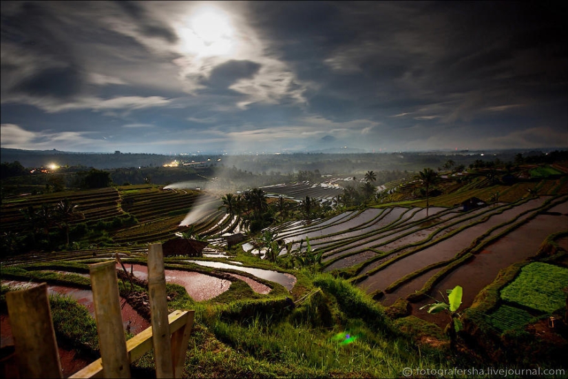 Campos de arroz balineses Campos de arroz balineses