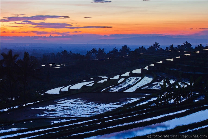 Campos de arroz balineses Campos de arroz balineses