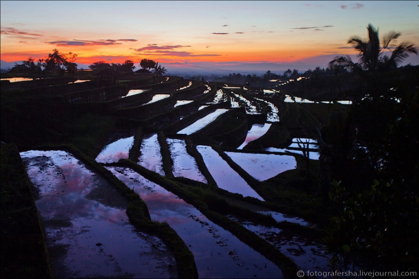 Campos de arroz balineses Campos de arroz balineses