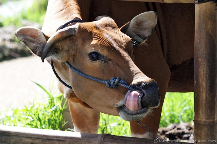 Campos de arroz balineses Campos de arroz balineses