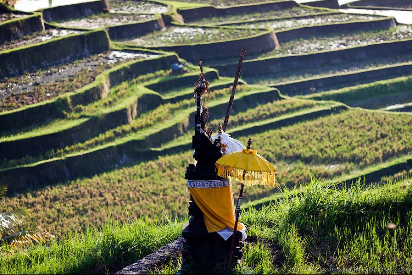 Campos de arroz balineses Campos de arroz balineses