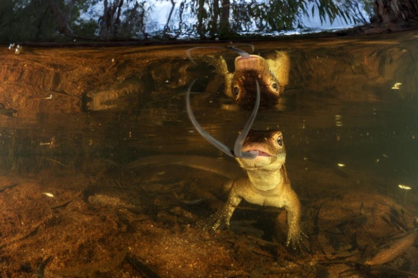 Canguros bajo la nieve y otras maravillas naturales de Australia en el concurso de fotografía Fotógrafo de Naturaleza del Año 2019