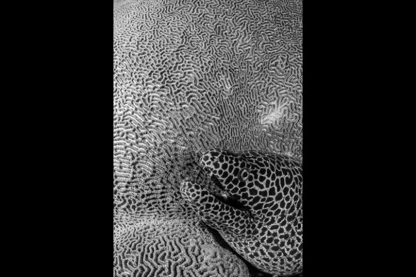 Canguros bajo la nieve y otras maravillas naturales de Australia en el concurso de fotografía Fotógrafo de Naturaleza del Año 2019