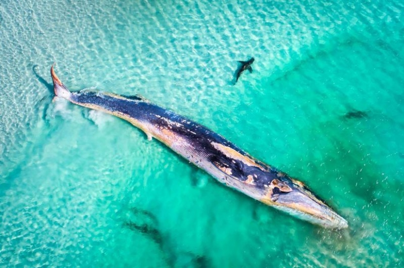 Canguros bajo la nieve y otras maravillas naturales de Australia en el concurso de fotografía Fotógrafo de Naturaleza del Año 2019