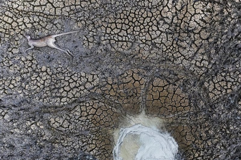 Canguros bajo la nieve y otras maravillas naturales de Australia en el concurso de fotografía Fotógrafo de Naturaleza del Año 2019