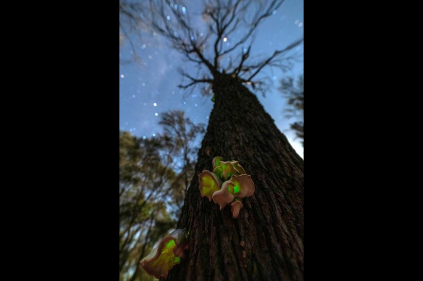 Canguros bajo la nieve y otras maravillas naturales de Australia en el concurso de fotografía Fotógrafo de Naturaleza del Año 2019