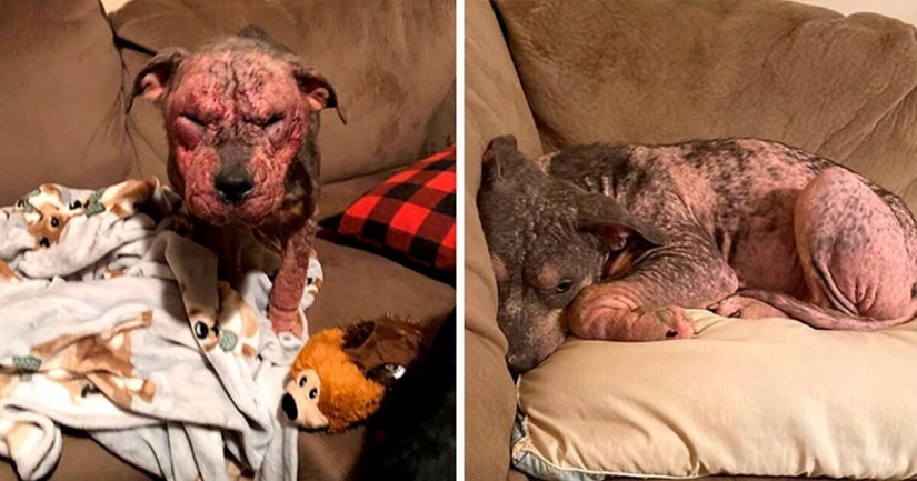 Caring people came out with a sick dog and here is her incredible transformation a few months later Caring people came out with a sick dog and here is her incredible transformation a few months later