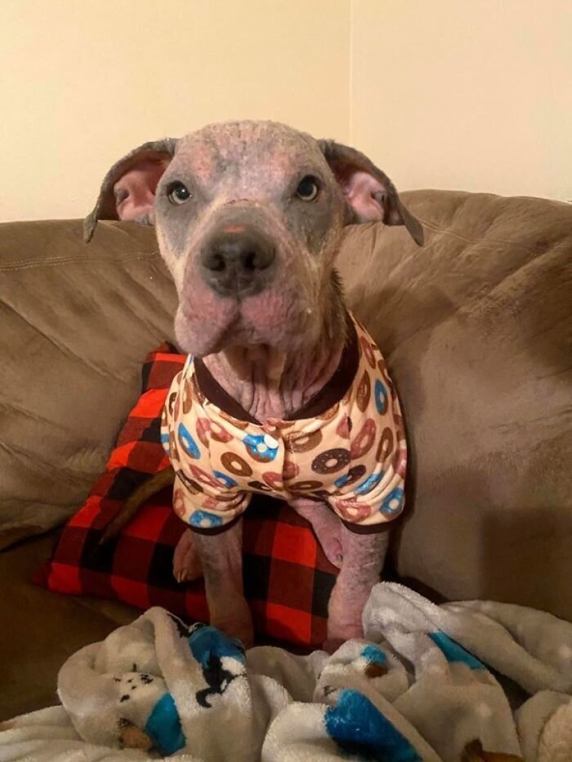 Caring people came out with a sick dog and here is her incredible transformation a few months later Caring people came out with a sick dog and here is her incredible transformation a few months later