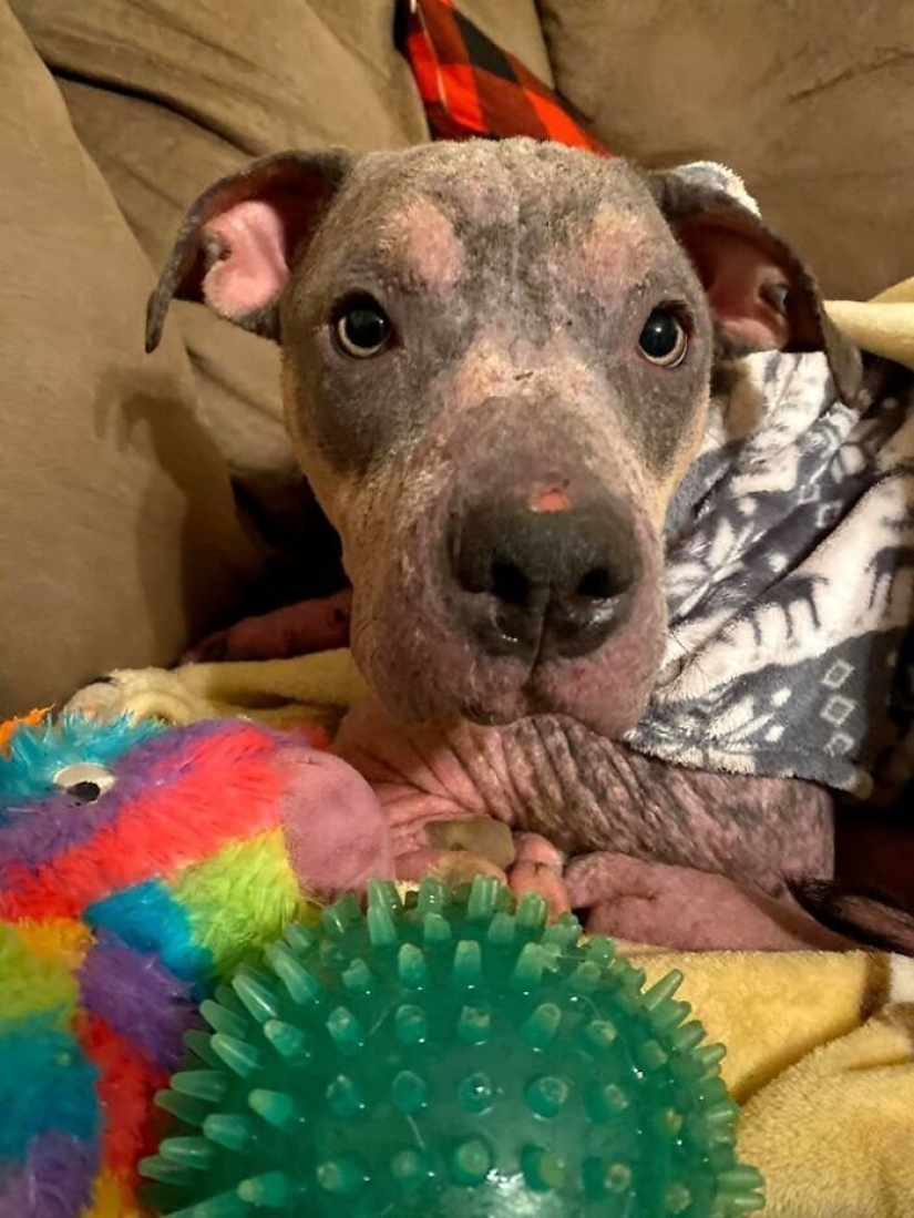 Caring people came out with a sick dog and here is her incredible transformation a few months later Caring people came out with a sick dog and here is her incredible transformation a few months later