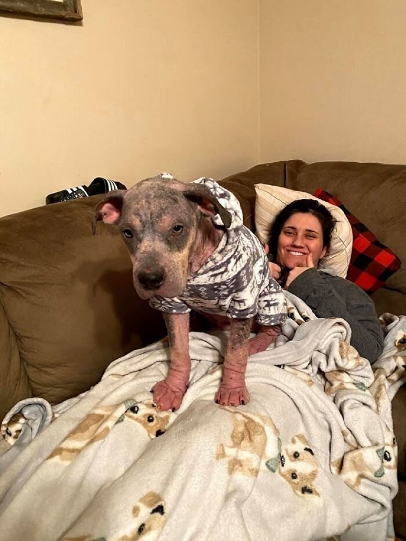 Caring people came out with a sick dog and here is her incredible transformation a few months later Caring people came out with a sick dog and here is her incredible transformation a few months later