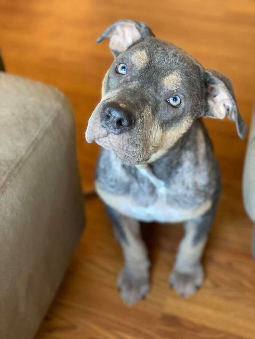 Caring people came out with a sick dog and here is her incredible transformation a few months later Caring people came out with a sick dog and here is her incredible transformation a few months later