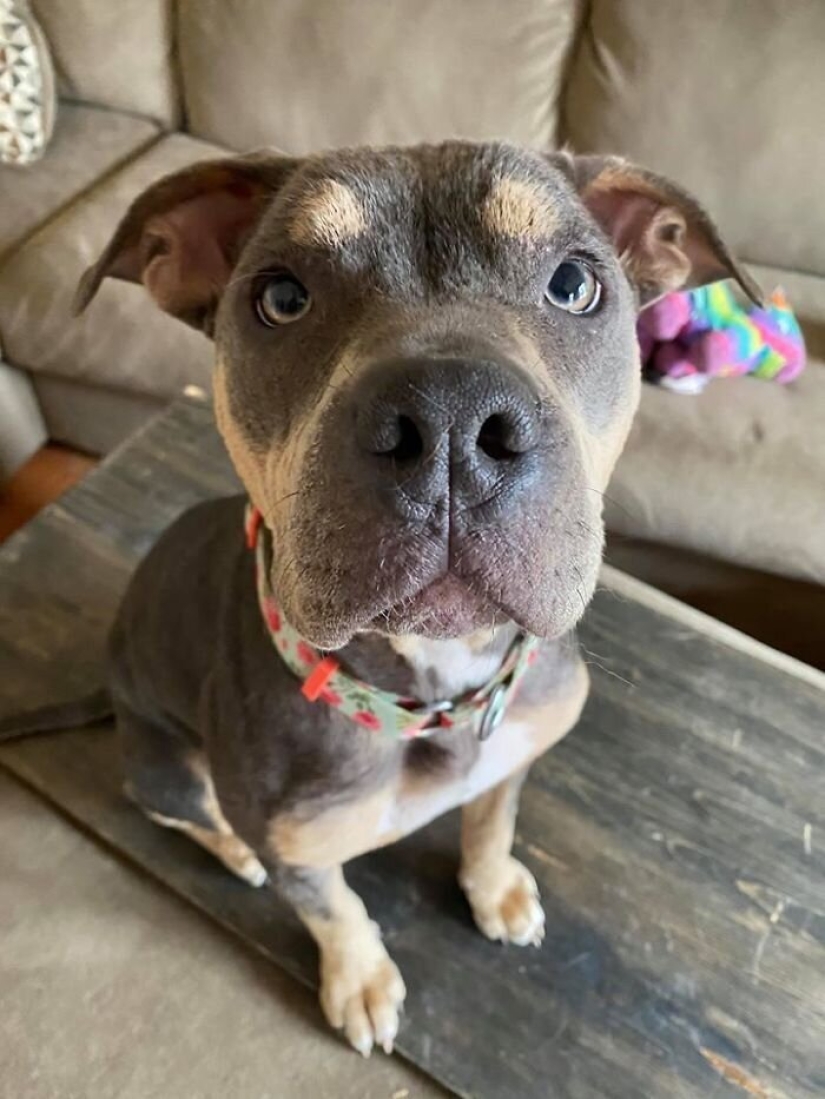 Caring people came out with a sick dog and here is her incredible transformation a few months later Caring people came out with a sick dog and here is her incredible transformation a few months later