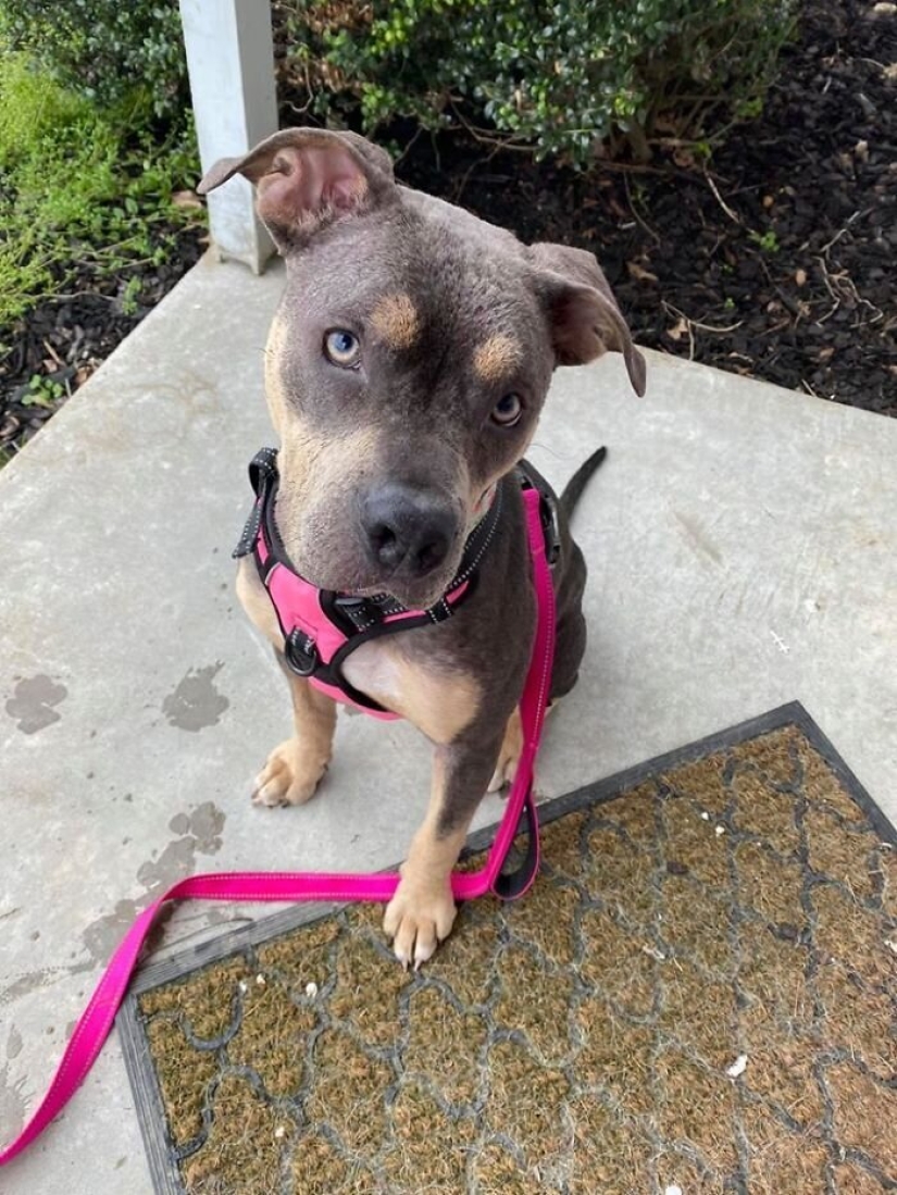 Caring people came out with a sick dog and here is her incredible transformation a few months later Caring people came out with a sick dog and here is her incredible transformation a few months later