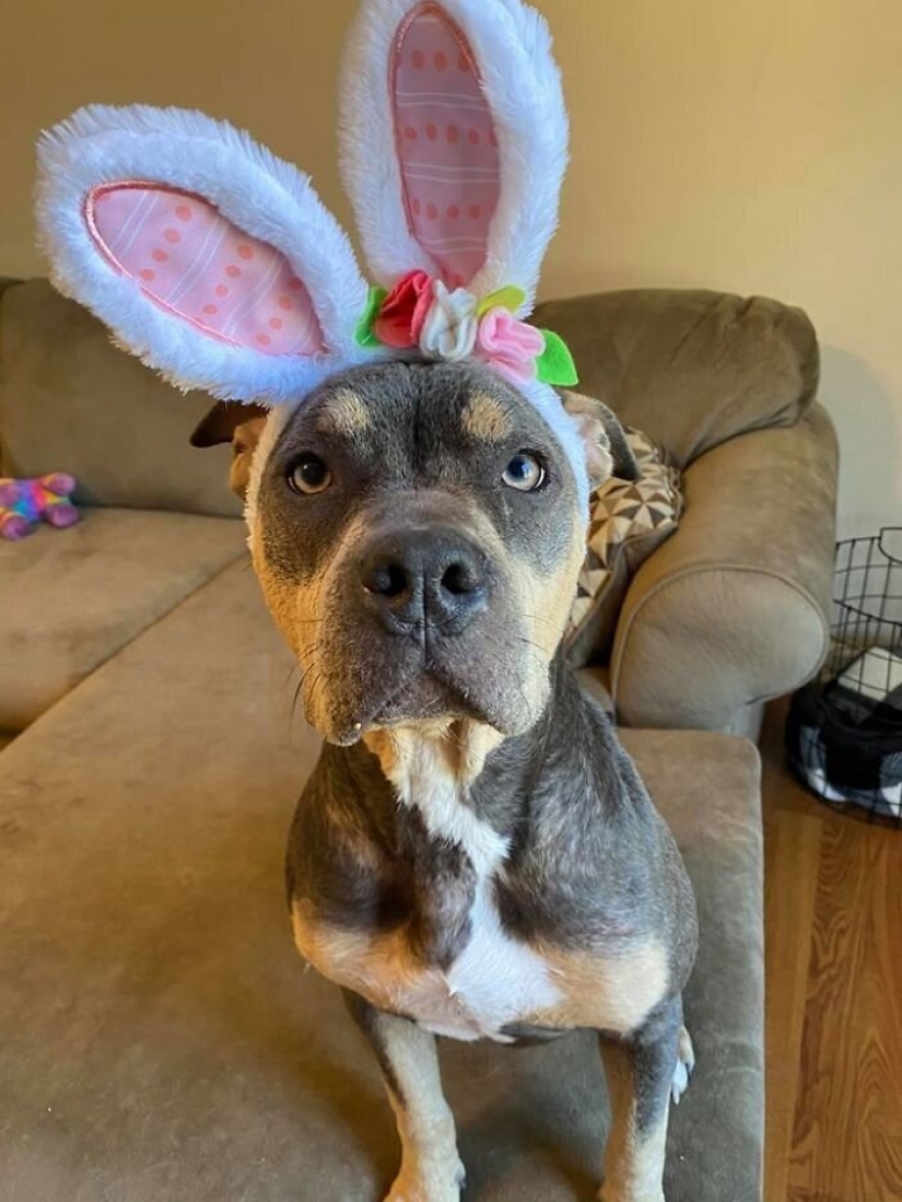 Caring people came out with a sick dog and here is her incredible transformation a few months later Caring people came out with a sick dog and here is her incredible transformation a few months later