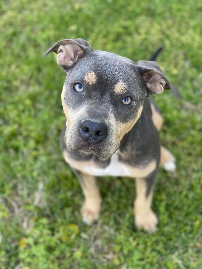 Caring people came out with a sick dog and here is her incredible transformation a few months later Caring people came out with a sick dog and here is her incredible transformation a few months later