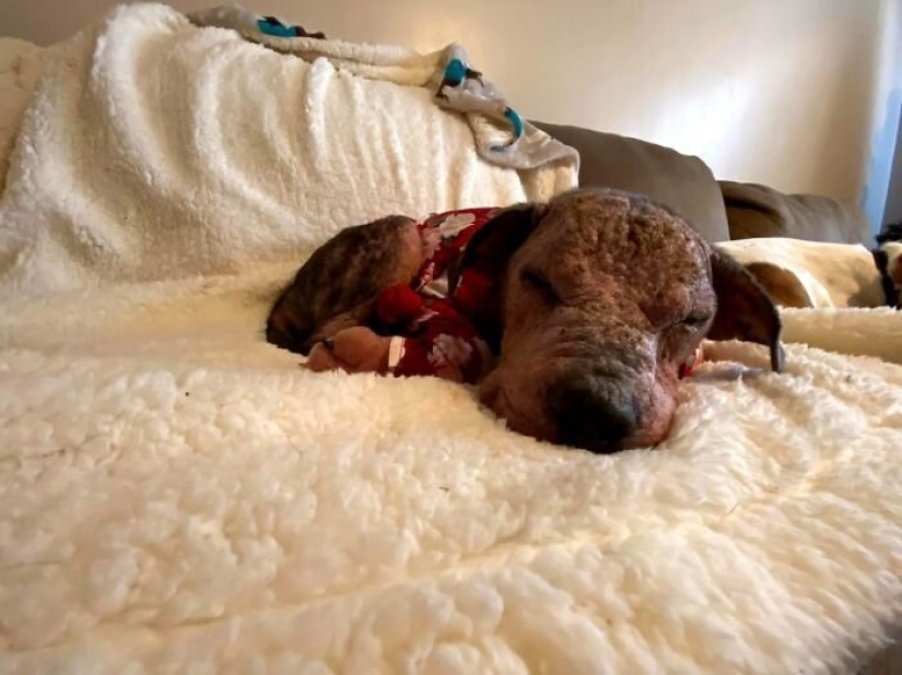 Caring people came out with a sick dog and here is her incredible transformation a few months later Caring people came out with a sick dog and here is her incredible transformation a few months later