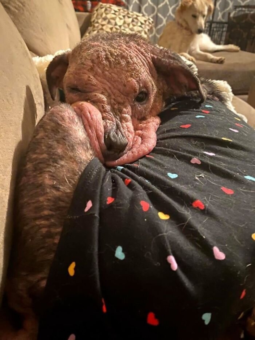 Caring people came out with a sick dog and here is her incredible transformation a few months later Caring people came out with a sick dog and here is her incredible transformation a few months later