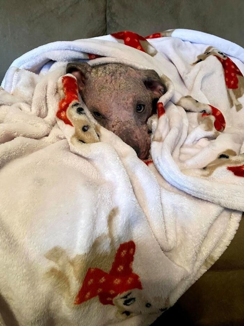 Caring people came out with a sick dog and here is her incredible transformation a few months later Caring people came out with a sick dog and here is her incredible transformation a few months later