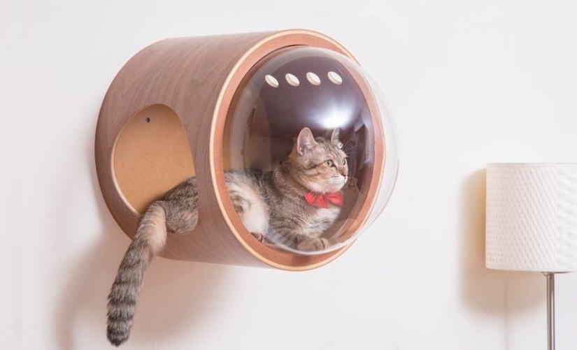 Cat cots-spaceships for furry space explorers are gaining popularity on the web