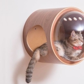 Cat cots-spaceships for furry space explorers are gaining popularity on the web