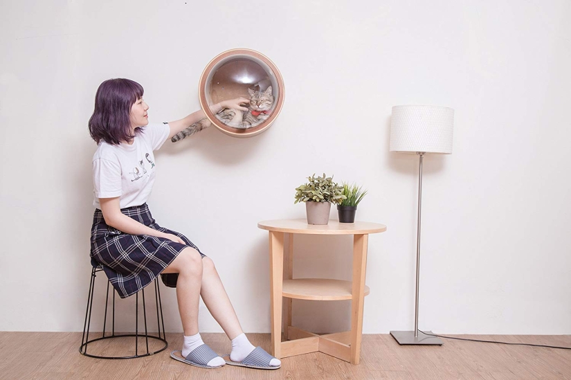 Cat cots-spaceships for furry space explorers are gaining popularity on the web